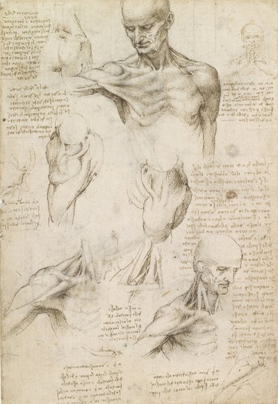 Oppervlakkige anatomie van de schouder en nek (recto) door Leonardo da Vinci